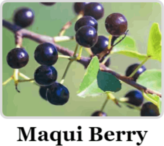 Maqui Berry