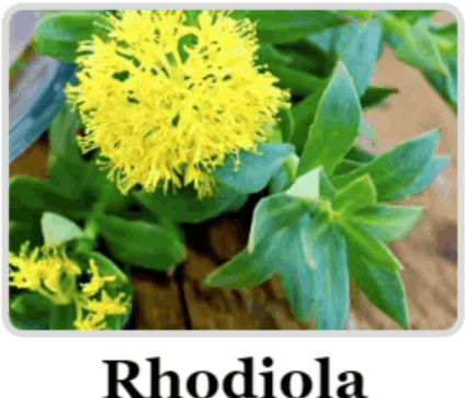 Rhodiola