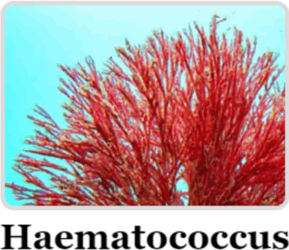 Haematococcus