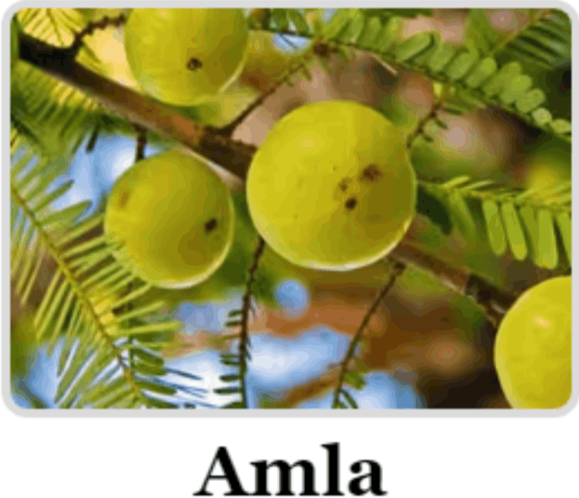 Amla