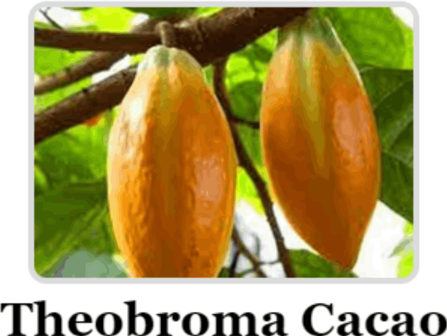Theobroma Cocao