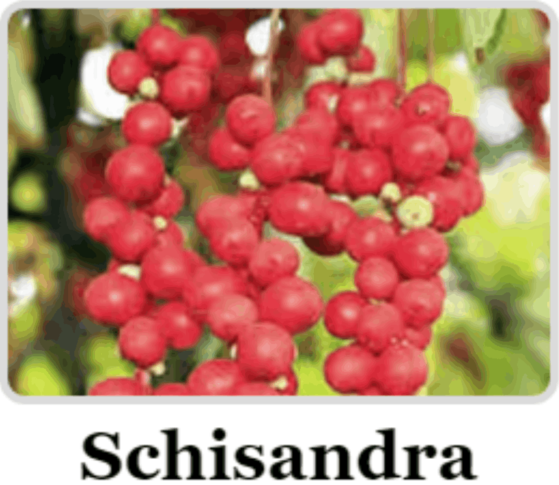 Schisandra